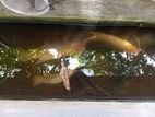 Carf Fish