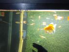 6 Gold Fish with 4 Anjel
