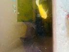 Aquarium Fishes