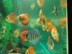 Discuss Fish