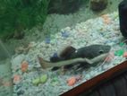 Red Tail Catfish