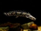 Endlicheri Bichir Fish