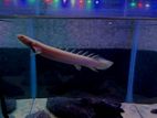 Albino Senegal Bichir