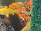 koi Fish Set Filter
