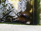 ගුරාමි Fish
