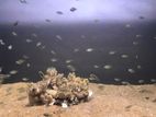 Texas Cichlid
