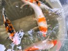 Koi Carp Fish