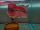 Flowerhorn Fish