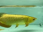 Fish - Golden Arowana