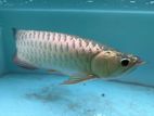 Fish - Golden Arowana