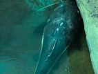 Fish - Koi Kaf Red Tail Catfish