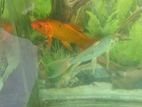 Gold Fish