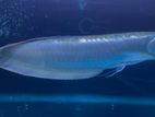 Arowana Fish
