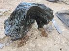 Fish Tank Drift Wood