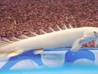 fish platinum bicher