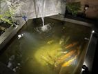 Fish Pond Tanks Light System