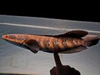 fish red barito .