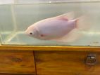 Giant Gourami