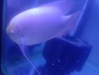 Gurami Fish