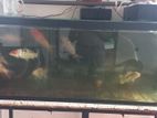Fish Tank
