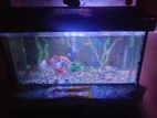 Fish Tank with Fishes