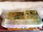 Fish Tank