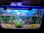 Fish Tank ( 1' Hight* 1.5 ' Length * 0.5 Width)