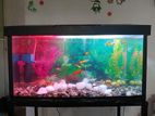 Fish Tank 2 Feet's