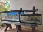 Fish Tanks