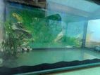 Fish Tank 2'x1'x1