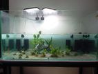 Fish tank Set