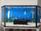 Fish Tank 3 Feet
