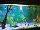 Fish Tank 3×1.5