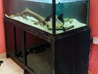 Fish Tank 4 1/2 Ft X 2ft with Stand