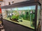 Fish Tank 4 Feet