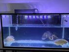 Fish Tank 4 Feet
