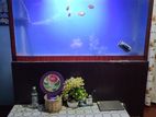 Fish Tank 4'