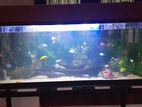 Fish Tank 4 Ft