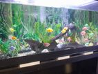 Fish Tank 4 Ft