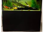 Fish Tank 4*2 Feet