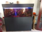 Fish Tank 4”3”