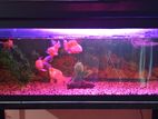 Fish Tank 4ft