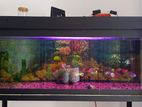 Fish Tank 4x1.5