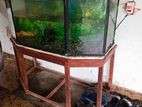 Fish Tank 4×2 Ft