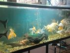 5 Feet Fish Tank