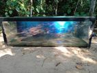 Fish Tank 5.5ft