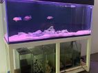 Fish tank 5FT Rimless full set