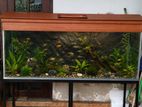 Fish Tank 5Ft With Stand