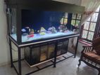 Fish Tank 6 X2 with Sump