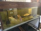 Fish Tank 6x3x2ft with All Components